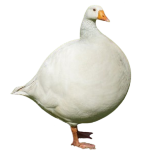 Goose Gang - Farcaster Mini Apps